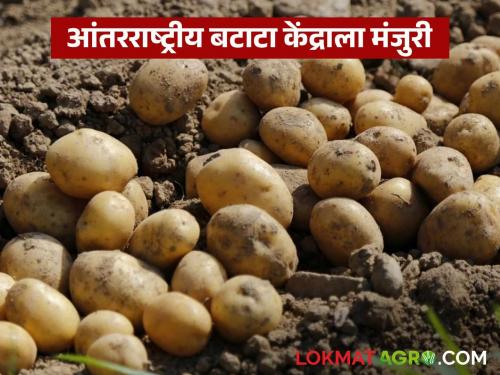 Latest News Approval for establishment of International Potato Center in agra | Agriculture News : आंतरराष्ट्रीय बटाटा केंद्राच्या स्थापनेला मंजुरी, शेतकऱ्यांना काय फायदा होणार 