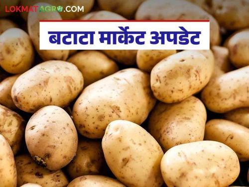 Batata Bajar Bhav : Demand for potato increased due to marriage season; How are you getting the rate? | Batata Bajar Bhav : लग्नसराईमुळे बटाट्याच्या मागणीत झाली वाढ; कसा मिळतोय दर