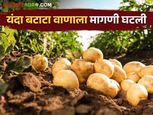 Batata Bajar Bhav : The demand for potato seeds has decreased. How is the price being obtained? Read in detail | Batata Bajar Bhav : बटाटा बेण्याची मागणी घटली कसा मिळतोय भाव वाचा सविस्तर