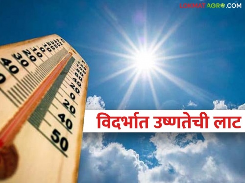 heat wave: Caution! Heat wave in Vidarbha, mercury at 42 to 45 degrees | heat wave:सावधान! विदर्भात उष्णतेची लाट, तापमानाचा पारा ४२ ते ४५ अंशावर
