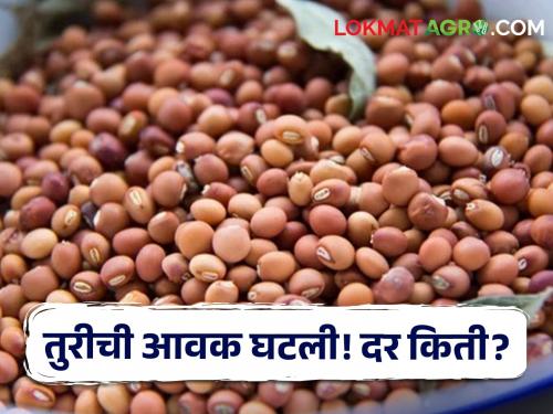 Market Rates: Turi's income is very low! But how much is the price? Know today's prices of Turi in the state | Market Rates : तुरीची आवक खूपच कमी! पण दर मिळतोय किती? जाणून घ्या सविस्तर