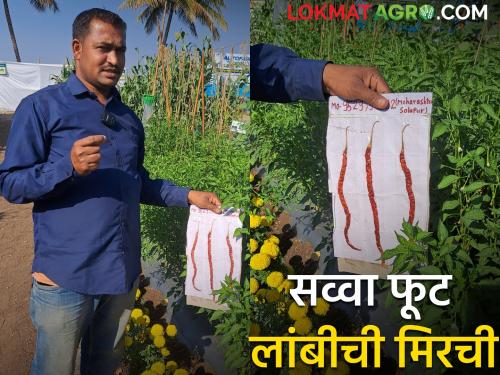 deshi verity of green chilli length of one and half feet popular javhari chilli | देशी वाणाची सव्वा फूट लांबीची मिरची पाहिली का? दर मिळतोय १५०० रूपये किलो