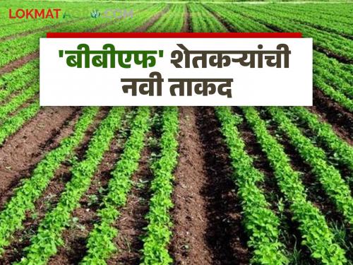 latest news BBF Technique: 'BBF' technique is the key to successful sowing for modern farmers! Read in detail | BBF Technique : 'बीबीएफ' तंत्र आधुनिक शेतकऱ्यांची पेरणीची यशस्वी गुरुकिल्ली! वाचा सविस्तर