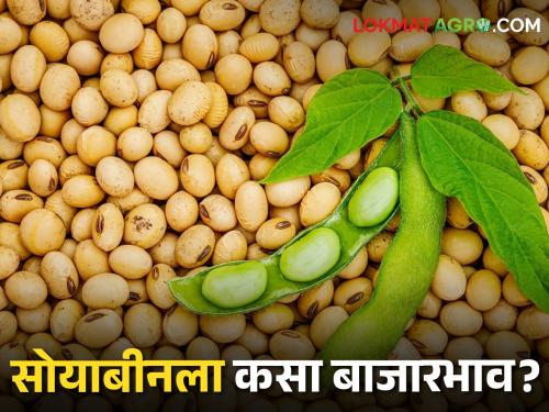 Soybean Market Today: The price of yellow soybeans in Dharashiv, how to know the status of the rest of the market committees.. | Soybean Market Today: धाराशिवमध्ये पिवळ्या सोयाबीनला मिळतोय एवढा भाव, उर्वरित बाजारसमितींची स्थिती कशी जाणून घ्या..