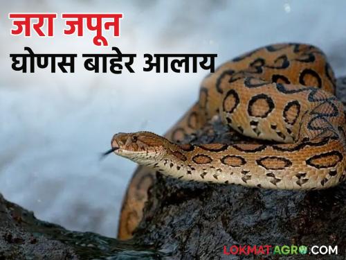 Russell's Viper : Ghonas, a highly venomous snake, has increased in popularity; Take care of 'Asi' | Russell's Viper : घोणस या अतिविषारी सर्पाचा वावर वाढला; 'अशी' घ्या काळजी