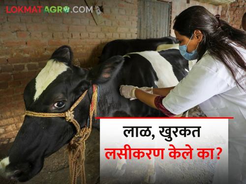 Have you been vaccinated against lal khurkat? Milk production will be affected... | लाळ, खुरकत लसीकरण केले का? दूध उत्पादनावर होईल परिणाम...