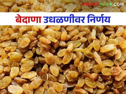 This big decision was in the market committee of Tasgaon for problems in bedana auction issues | तासगावातील बाजारसमितीत बेदाणा उधळणीला लगाम झाला हा मोठा निर्णय