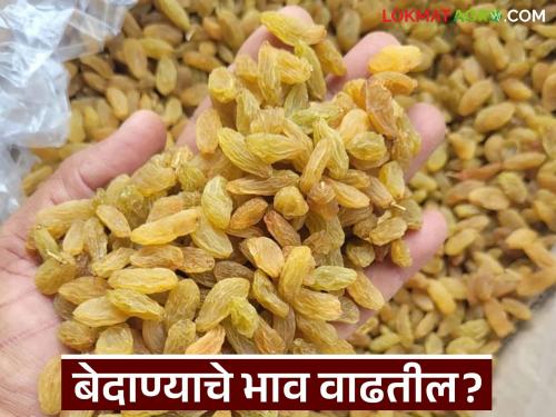 Will the price of raisins increase in the backdrop of Ganeshotsav, Dussehra, and Diwali festivals? read in detail | गणेशोत्सव व दसरा, दिवाळी सणांच्या पार्श्वभूमीवर बेदाणा दरात तेजी येईल का? वाचा सविस्तर