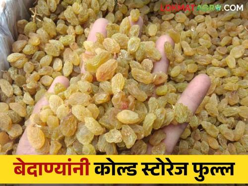 Bedana Market: This year, 2 lakh tones of grape raisin storage in the state and there is no place to store raisin cold storage full | Bedana Market: यंदा राज्यात २ लाख टन बेदाणा पडून माल ठेवायलाही जागा नाही