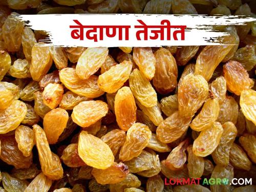 Raisin production in the state up to 2.25 lakh tons; market rate is increased | Raisin राज्यात सव्वादोन लाख टनांपर्यंत बेदाण्याचे उत्पादन; दरात तेजी