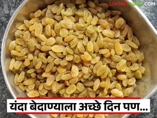 Bedana Market : This year, the price of raisins has reached a record high, but the statistics have been spoiled by illegal imports | Bedana Market : यंदा बेदाणा दराने उच्चांकी रेकॉर्ड केले पण चोरट्या आयातीने गणित बिघडवले