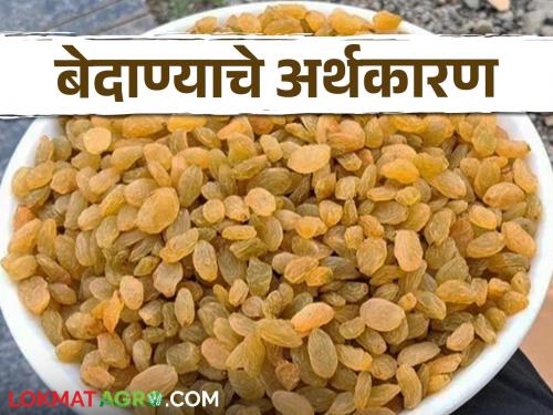 Currant raisins deals of Tasgaon and Sangli closed; trader 460 crores of payment stuck | तासगाव आणि सांगलीचे बेदाणे सौदे बंद; अडत्यांचे ४६० कोटी रुपये अडकले