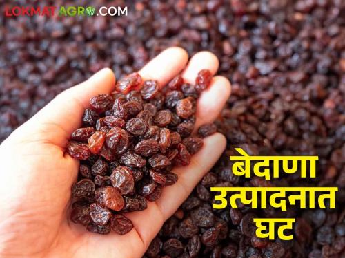 Latest News Currant production in maharashtra state decreased by 50 thousand tons | Currant Production : राज्यातील बेदाणा उत्पादनात 50 हजार टनांची घट, दर काय मिळतोय? 