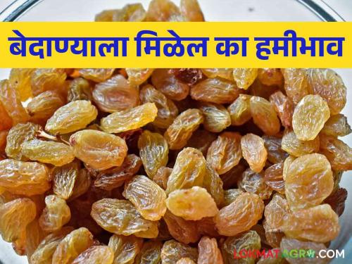 Bedana Market: There is no price in the market, cold storage full what to do with so many raisins | Bedana Market: बाजारात दर नाही, कोल्ड स्टोअरेज फुल्ल इतक्या बेदाण्याचं काय करायचं