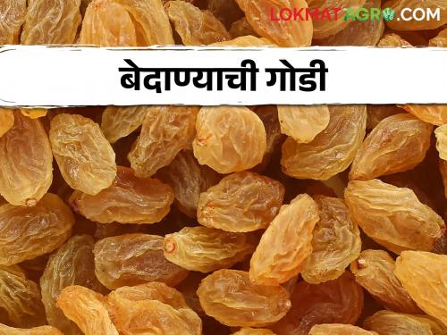 Due to export ban, currant prices raisins have fallen for two months | निर्यात बंदीमुळे दोन महिन्यांपासून बेदाणा दरात घसरण