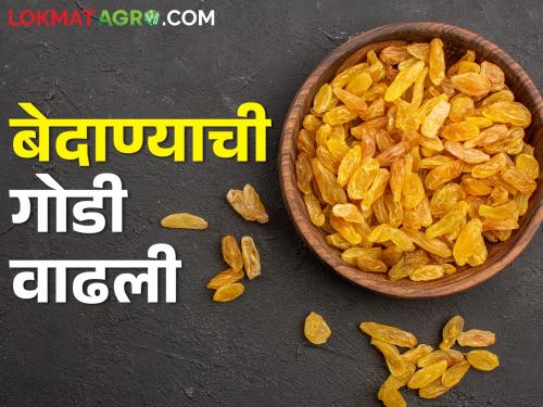 Doubling of Raisin Market Rate; 3 crore turnover in one day | बेदाण्याच्या दरात दुपटीने वाढ; एका दिवसात तीन कोटींची उलाढाल