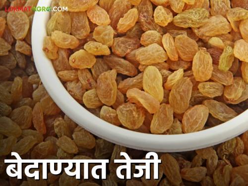 Bedana Market Sangli : 180 tons of raisins arrived in the Sangli market yard at the beginning of the bedana auction rate will be incraese | Bedana Market Sangli : बेदाणा सौद्याच्या सुरवातीलाच सांगली मार्केट यार्डात १८० टन बेदाण्याची आवक दरात झाली वाढ