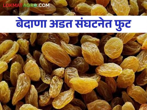 A split in the organization due to the sale and auction of raisins in market | सौद्यातील बेदाणा विक्रीच्या पैशावरून अडत संघटनेत फूट