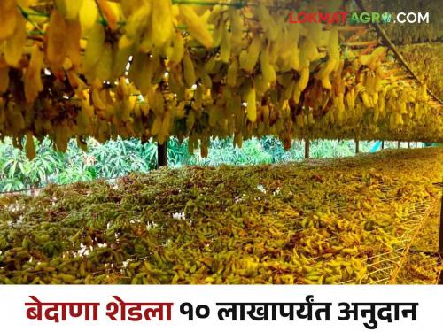 Bedana Anudan : Subsidy will be available for raisin making machine and shed construction | Bedana Anudan : कांदा चाळीप्रमाणे बेदाण्याचे मशीन व शेड बांधकामासाठी मिळणार अनुदान