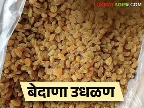 Tasgoan Bedana Market: Stop the 80 percent wastage of grape raisins during auction in Tasgaon market | Tasgoan Bedana Market : तासगाव बाजारामधील ८० टक्के बेदाणा उधळण थांबली