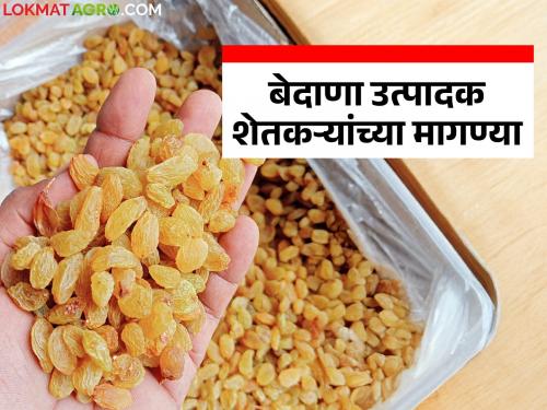 Will these major demands of grape and raisins farmers in the state be accepted? | राज्यातील द्राक्ष व बेदाणा उत्पादक शेतकऱ्यांच्या 'या' प्रमुख मागण्या मान्य होणार का?