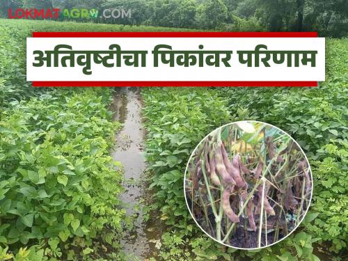 latest news Kharif Crops : Heavy rains hit Kharif crops; Pest infestation is increasing Read in detail | Kharif Crops : अतिवृष्टीचा खरीप पिकांना फटका; किडींचा प्रादुर्भाव वाढतोय वाचा सविस्तर