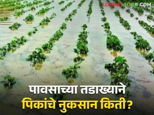 A burst of rain; Panchnama of crop damage on 58 thousand hectares has started | पावसाचा तडाखा; ५८ हजार हेक्टरवरील पिकांच्या नुकसान पंचनाम्यास सुरुवात