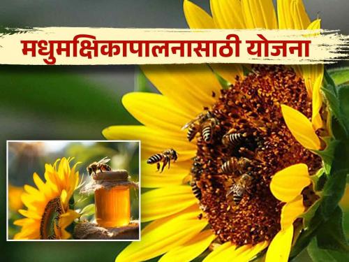 This scheme of central government for beekeeping business will support for farmers and fpo | Beekeeping Competition by NBB : मधमाशीपालन व्यवसायासाठी केंद्राची ही योजना देईल तुम्हाला पाठबळ