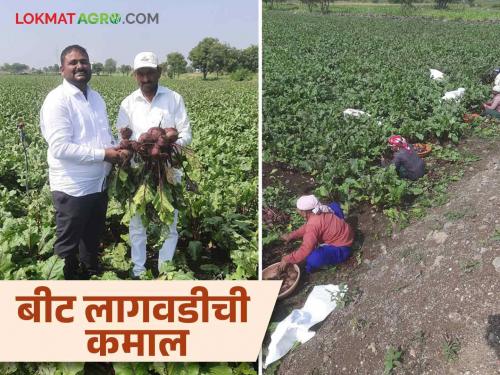 Farmer Success Story : He tried his luck in beetroot farming without looking for a job, read what happened next in detail | Farmer Sucess Story : नोकरीच्या मागे न लागता या तरुणाने बीट शेतीत नशीब अजमावलं पुढं काय झालं वाचा सविस्तर