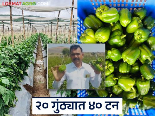 Jalindarao of Solashi made a huge profit in chillies; earned 15 lakhs in 20 gunthas | सोळशीच्या जालिंदररावांनी ढोबळी मिरचीत केली नादखुळा कमाई; २० गुंठ्यात घेतले १५ लाखांचे उत्पन्न