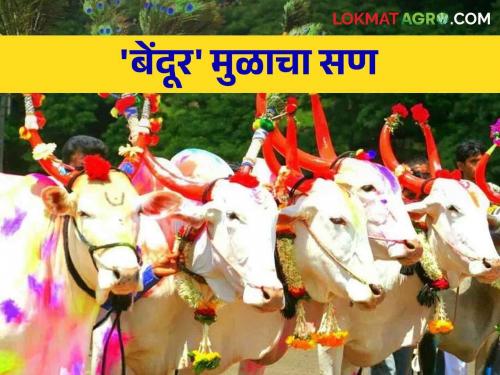 Bendur - Pola Festival: Know in detail how the festival of bendur celebrated for Bullocks | Bendur - Pola Festival: सर्जा-राजा'च्या उत्सव बेंदूर कसा साजरा केला जातो जाणून घ्या सविस्तर