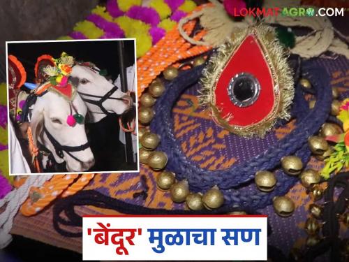 Bendur 2025 : The love for sarja raja bullock by farmers; Bendur festival has special importance in the life of farmers | Bendur 2025 : सर्जा-राज्याच्या अंगावर मायेची झूल; बेंदूर सणाचे शेतकऱ्याच्या जीवनात विशेष महत्व