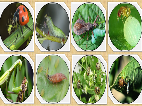 Identify friendly pests and save crops from pests | मित्र किडी ओळखा आणि पिकांना किडींपासून वाचवा