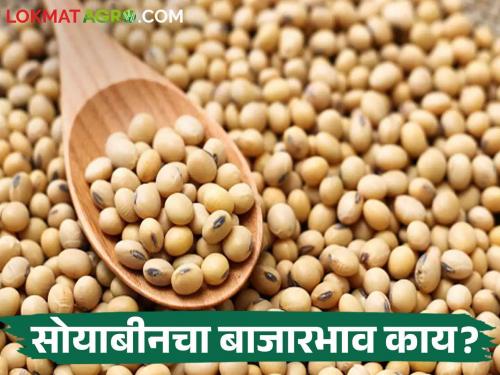 Soybean Market: Inflow of 10 thousand 875 quintals of soybeans in the state, the market price is obtained in these market committees. | Soybean Market: राज्यात १० हजार ८७५ क्विंटल सोयाबीनची आवक, या बाजारसमितींमध्ये असा मिळतोय बाजारभाव