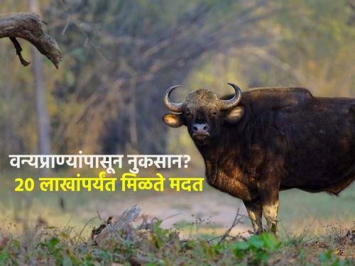 Wildlife attack, damage; Help is available up to 20 lakhs..! | वन्यप्राण्यांमुळे शेतीचं नुकसान झालंय? २० लाखांपर्यंत मिळते मदत..! कशी?