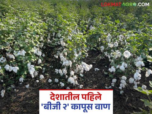 Two varieties developed by Parbhani Agricultural University approved for high density cotton cultivation | सघन कापूस लागवडीसाठी परभणी कृषी विद्यापीठ विकसित या दोन वाणांना मान्यता