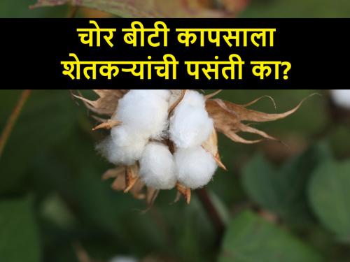 Chor BT Cotton: Maharashtra farmers are purchasing banned bg3 BT cotton seed from Telangana | Chor BT Cotton: महाराष्ट्रातील शेतकऱ्यांची चोर बीटी कापसाला पसंती; तेलंगाणातून करतात खरेदी