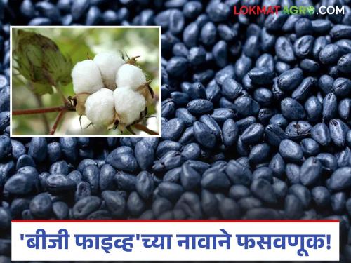 latest news BT Cotton Seeds: BG Five's Confusion: Fraud in the name of more production Read in detail | BT Cotton Seeds : बीजी फाइव्हचा गोंधळ : अधिक उत्पादनाच्या नावाखाली फसवणूक वाचा सविस्तर