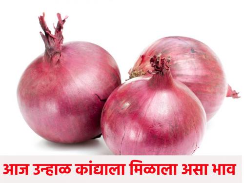 Onion market today: 38 thousand 784 quintals of onions were received in the state today, see the market price | onion market today:आज राज्यात ३८ हजार ७८४ क्विंटल कांद्याची झाली आवक, पहा बाजारभाव