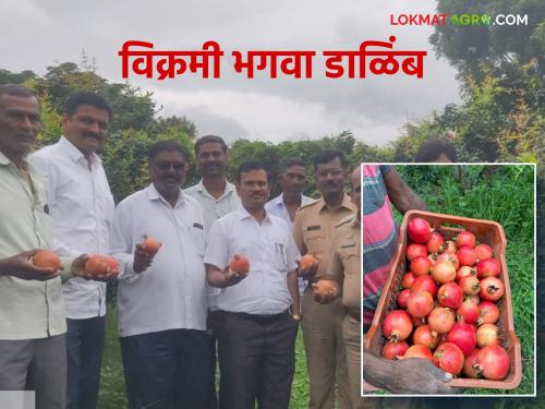 Agriculture News : Inspection of record yielding pomegranate orchards | Agriculture News : विक्रमी उत्पन्न देणाऱ्या डाळिंब बागेची पाहणी