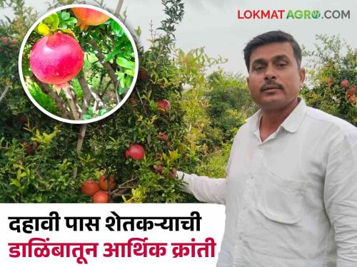 Pomegranate Success Story 10th pass farmer economic revolution of crores from saffron pomegranate | Pomegranate Success Story दहावी पास शेतकऱ्याची भगव्या डाळिंबातून कोटींची आर्थिक क्रांती