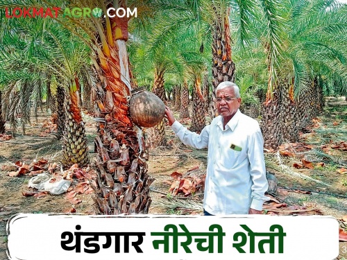 Sindhi trees planted in four acres; Started the production of this healthy cold drink | चार एकरात लावली शिंदीची झाडे; सुरु केले 'या' आरोग्यवर्धक थंडपेयाचे उत्पादन