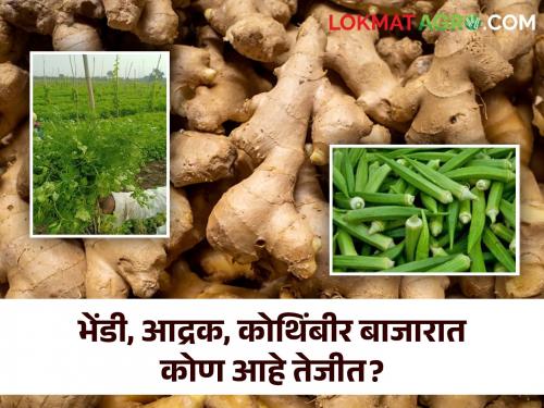 Market : Coriander in Jalgaon; Okra is booming  | Market : कोथिंबीर जळगावात; भेंडी वाईत तेजीत 