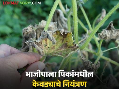 Latest News vegetable Farming Control the outbreak of downy mildew in vegetable crops by doing this | Vegetable Farming : भाजीपाला पिकांमध्ये डाऊनी मिल्ड्यूचा प्रादुर्भाव, असे करा नियंत्रण 