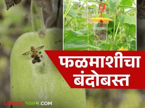 Falmashi : Simple solution for control of fruit fly in cucurbits vegetable crop | Falmashi : वेलवर्गीय भाजीपाला पिकातील फळमाशीचा बंदोबस्त करण्यासाठी सोपे उपाय