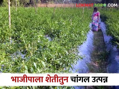Latest news Using mulching paper and drip, successful vegetable farming in Bhandara district  | Success Story :शिक्षण फक्त १२वी, पण भाजीपाला शेतीत तरुणाने दाखवली मोठी कर्तबगारी