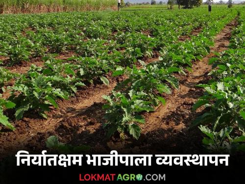 Bhajipala Niryat : How to take pre-planting and post-planting care while getting exportable vegetable production | Bhajipala Niryat : निर्यातक्षम भाजीपाला उत्पादन घेताना लागवडीपूर्वी व लागवडीनंतर कशी घ्याल काळजी