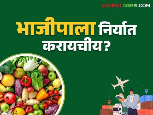 Bhajipala Niryat : If you want to export vegetables to foreign countries, what is the quality? | Bhajipala Niryat : परदेशात भाजीपाला निर्यात करायचाय तर कशी हवी क्वालिटी