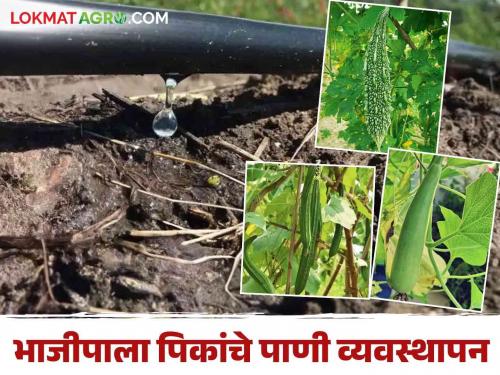 Water requirement according to growth stage of vegetable crops | वेलवर्गीय भाजीपाला पिकांच्या वाढीच्या अवस्थेनुसार पाण्याची गरज