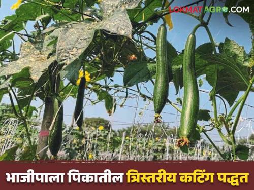 Latest News agriculture News 3G cutting method useful for vining vegetable crops Read in detail  | 3G Cutting Method : वेलवर्गीय भाजीपाला पिकांसाठी त्रिस्तरीय कटिंग पद्धत उपयुक्त ठरते का? वाचा सविस्तर 